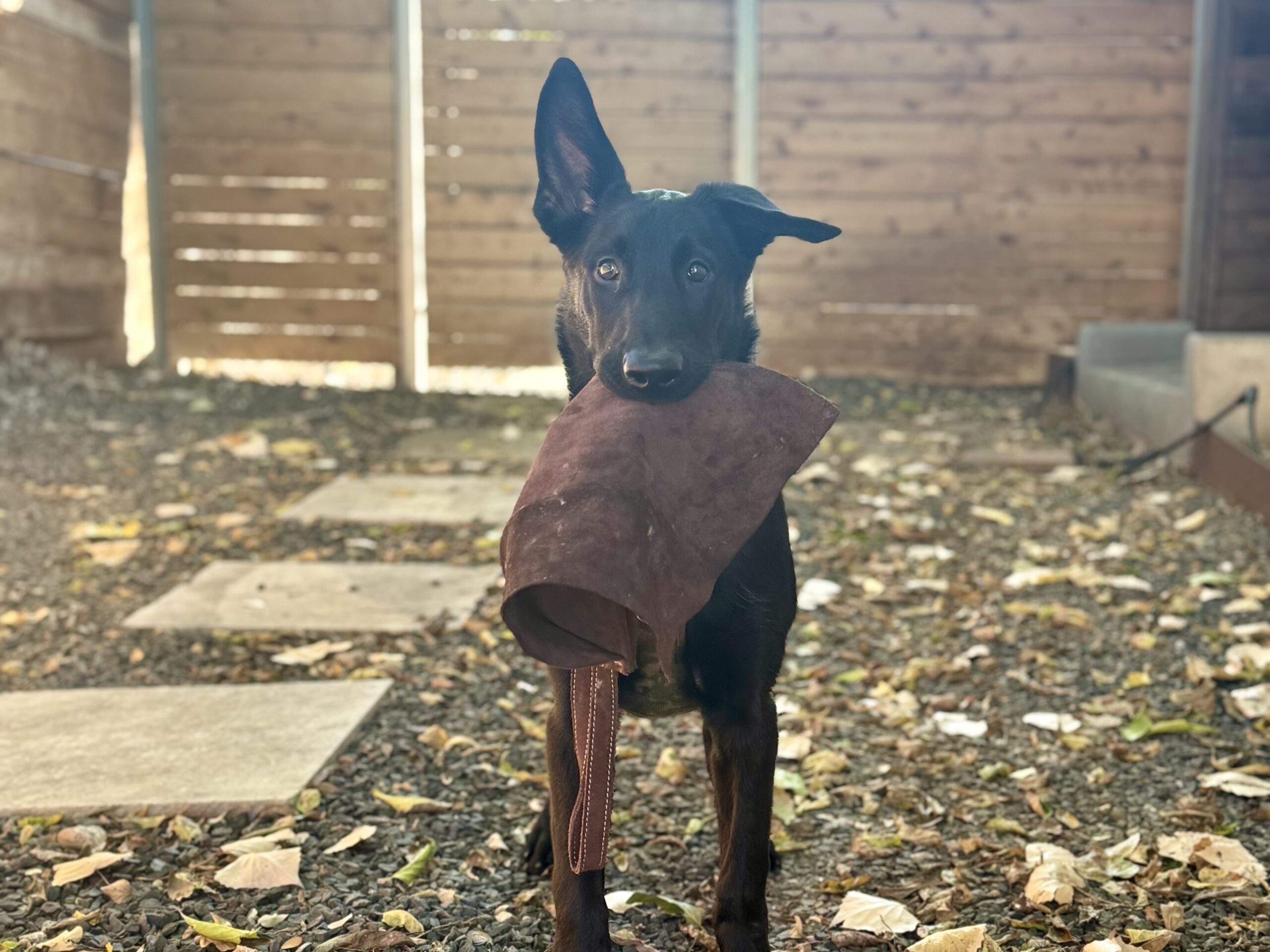 Malinois puppy Austin dog training