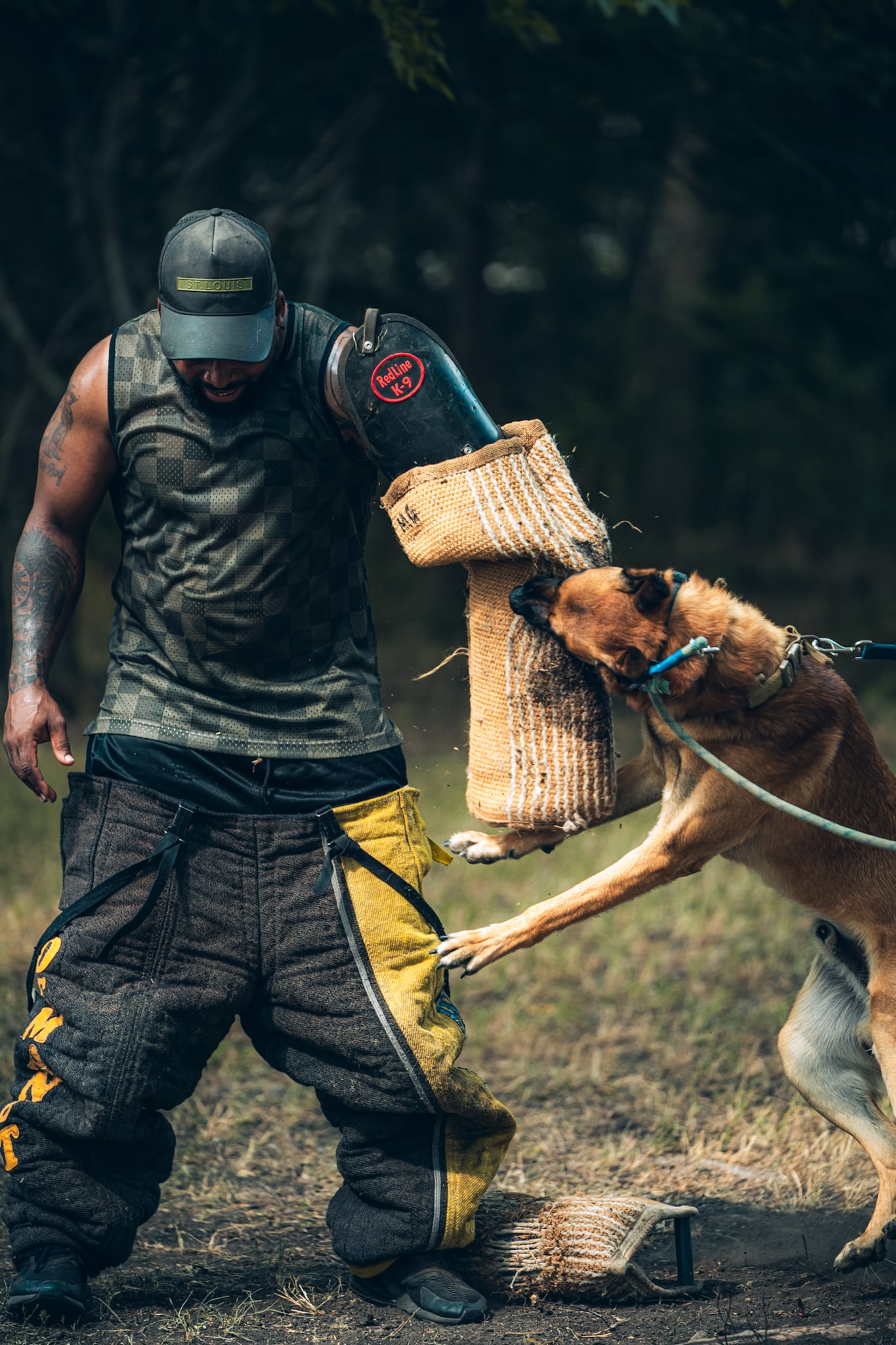 Dog engaging a padded sleeve during protection training.