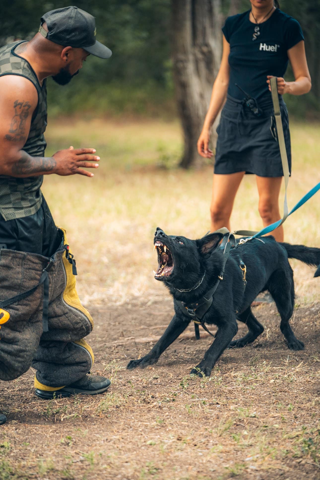 Dog working with trainers during an outdoor protection-training session.