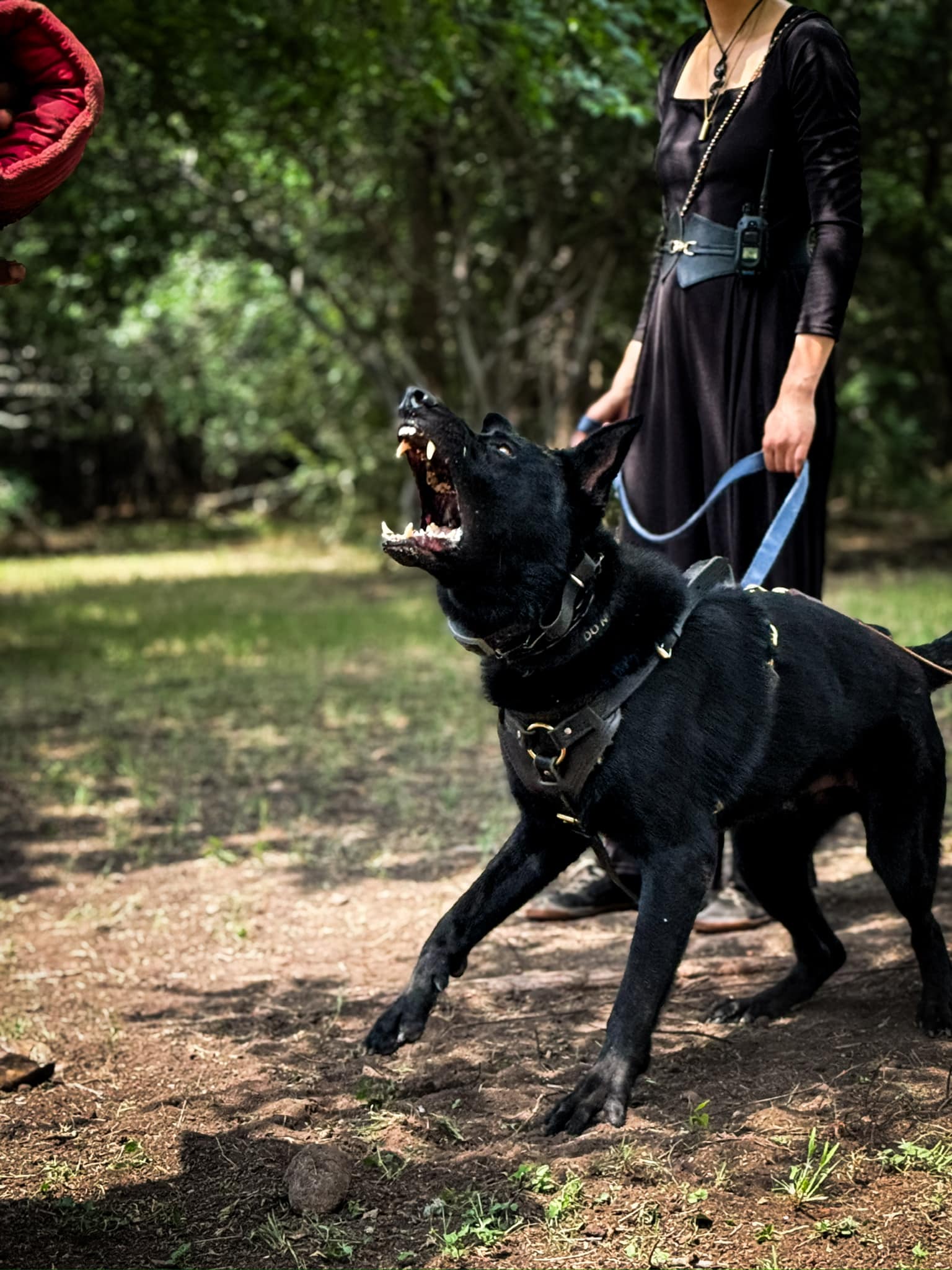 2026 protection dog training