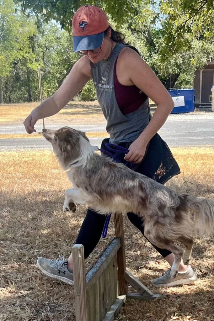 positive reinforcement dog training session in austin