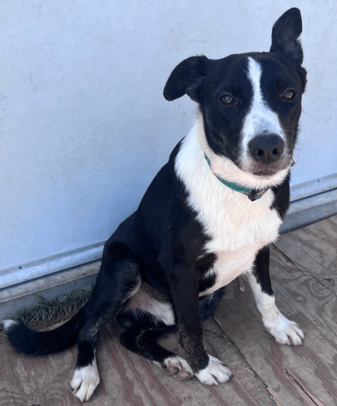 Cash, a black and white collie mix available through San Saba rescue